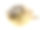 黄色鱼刺猬孤立在白色上素材图片