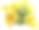 微距镜头拍摄白色背景上孤立的黄色菊花素材图片