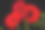 三只红色非洲菊在黑色上素材图片