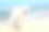 在一个阳光明媚的日子里，白狗萨摩耶站在海边素材图片