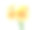 白色背景中的德兰士瓦雏菊素材图片