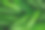 绿色热带香兰叶纹理背景，顶视图素材图片