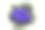 蓝色的非洲紫罗兰花从上面。象征着不做作和忠诚。素材图片