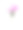 粉红牡丹孤立在白色背景上。素材图片