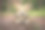 在美丽的森林里散步的威尔士柯基犬。素材图片