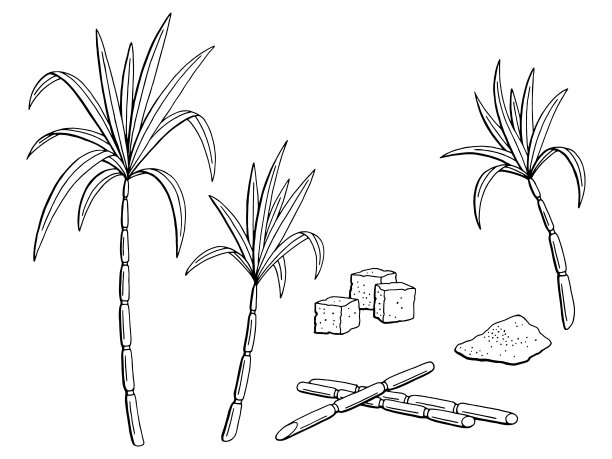 甘蔗种植简笔画图片