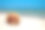 贝壳白棕色躺在沙滩上，背景是蓝色的海和蓝天暑假素材图片
