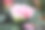 日本茶花(Camellia japonica L.)“漩涡”山茶科素材图片