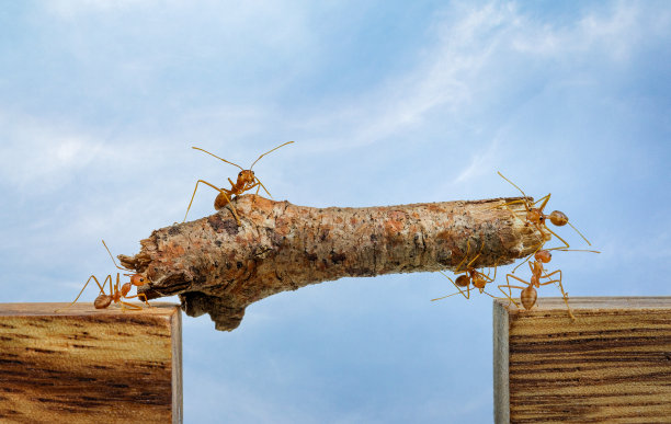 蚂蚁顶着木头的图片图片