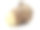 芋头根，也被称为'dasheen '，'日本马铃薯'，' cocoyam素材图片