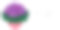 矢状花束，圆形盆中有圣宝利亚或非洲紫罗兰花。紫色的花和叶子孤立在白色上。素材图片