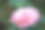 日本茶花(Camellia japonica L.)山茶科Tingley太太素材图片