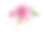 白色背景上的粉红色菊花素材图片