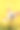 法国斗牛犬和美丽的黄色郁金香用黄色问候孤立素材图片