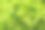 绿色蒿属装饰植物背景素材图片
