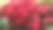 杜鹃花,日本杜鹃花素材图片