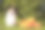 可爱的威尔士柯基犬戴着节日的万圣节黑色和黄色的女巫帽，坐在一堆不同大小的橙色南瓜旁边，绿色的草地上，背景是树素材图片