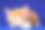 蓝色背景上的缅因猫。素材图片