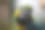蓝黄金刚鹦鹉(阿拉阿拉劳那)素材图片