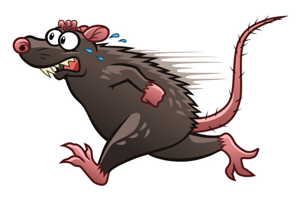 灰色的老鼠老鼠逃跑特写老鼠咬电线在一个公寓房子害怕老鼠害虫白老鼠