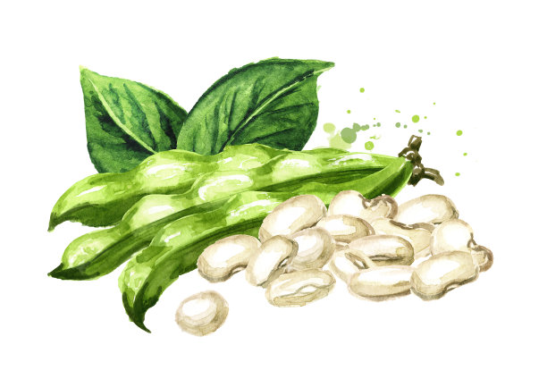 一堆白色的带豆荚和绿叶的芸豆手绘水彩插图,孤立的白色背景图片下载