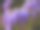 花坛梯田:位于意大利科摩湖的地中海紫藤下素材图片