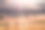阳光穿过雾在草地，帕克兰县，阿尔伯塔省农村素材图片