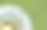 一个蒲公英在春天的特写，与水滴，以绿色的背景素材图片
