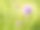 草地上的秋草，开着紫色的球素材图片
