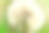 一个白色蒲公英的特写在绿色草地的背景上，微距素材图片