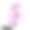 Milkvetch孤立数字艺术插画。黄芪，豆科。黄花紫荆、山莨菪、黄花紫荆、雄鸡头素材图片