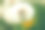 美丽的蓬松的蒲公英在露天模糊的背景上，开花的蒲公英素材图片