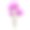 美丽的粉红色睡莲孤立在白色素材图片