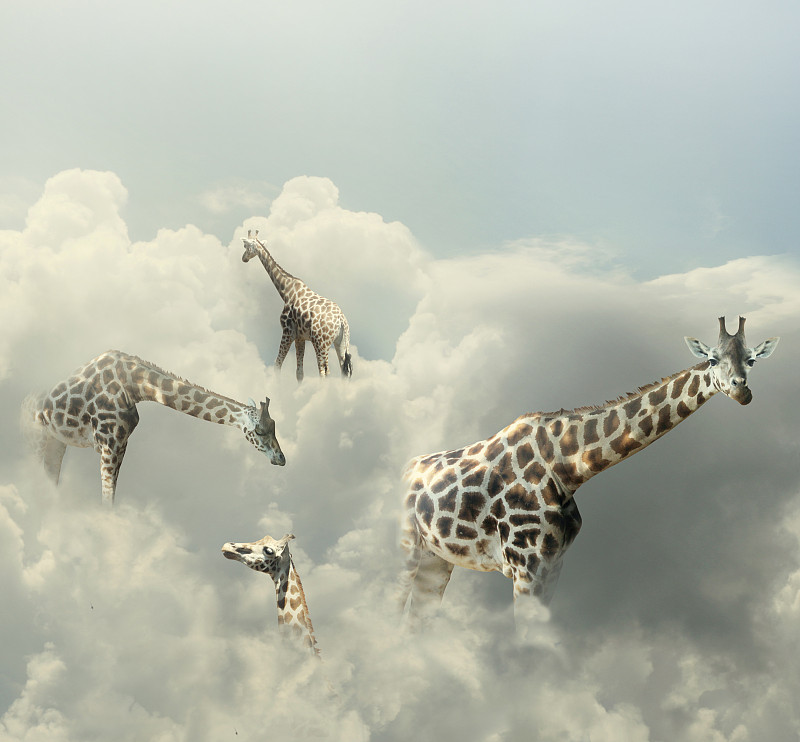 长颈鹿的天堂图片下载