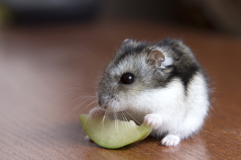 可爱的仓鼠吃了一片苹果图片下载