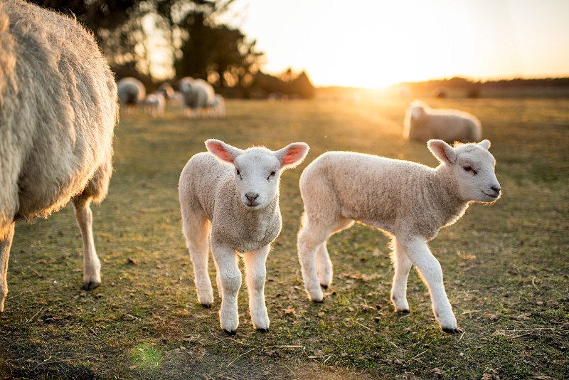 复活节的羊羔图片素材