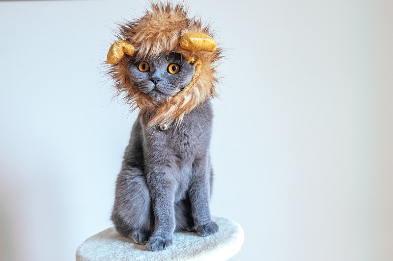 可爱的小猫装扮成狮子图片下载