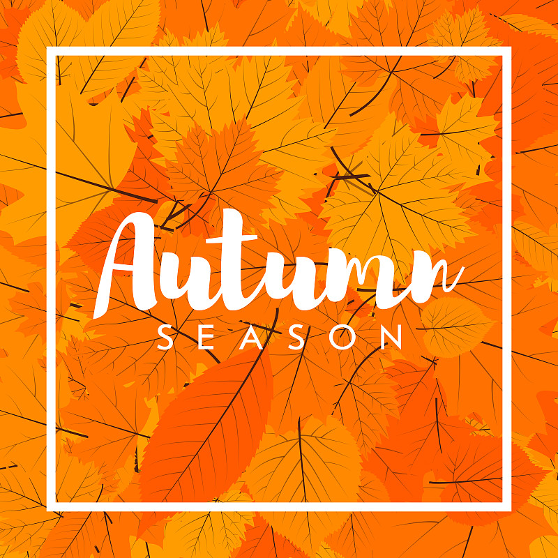 秋季新一季的促销和折扣，优惠和优惠。用手画字母。标签和旗帜模板与黄红的叶子图片下载